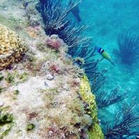 Underwater Photo 2