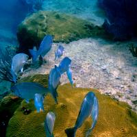 Underwater Photo 3