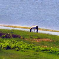 Wild horse at Assateague Beach