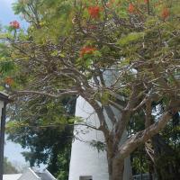 Key West Lighthouse behind the flowering tree