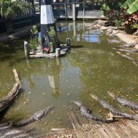 Alligators at our lunch at Original Crab Shack