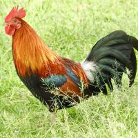 The Great Hawaiian Chicken