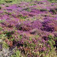In addition to lots of Hydrangeas we saw quite a bit of Heather.