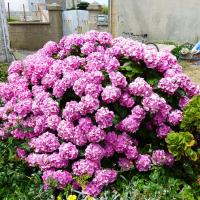 We saw a whole lot of Hydrangeas on this trip.