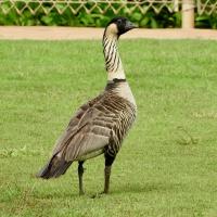 State Bird the Nene Goose